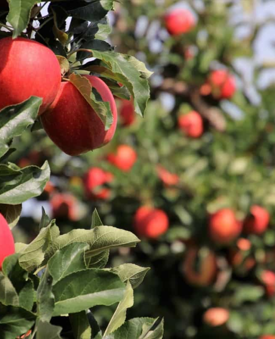 Handpicked Fresh Apple