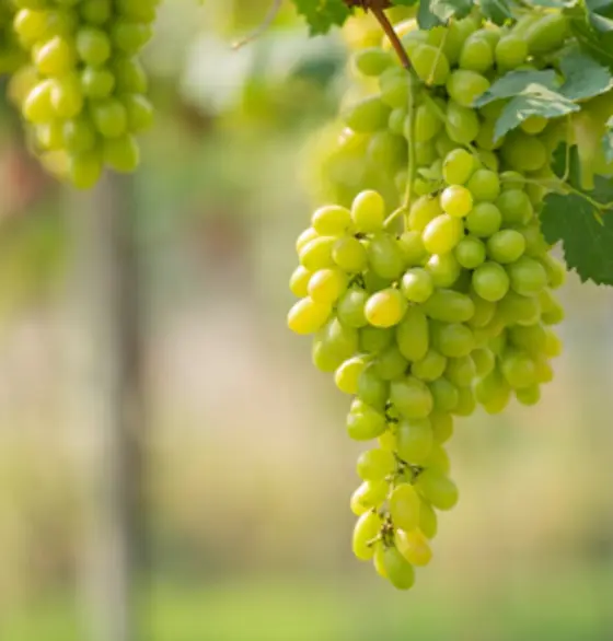Export Quality Grapes
