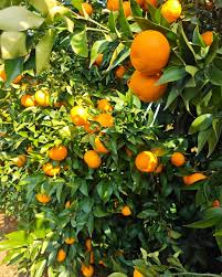 Premium Fresh Orange