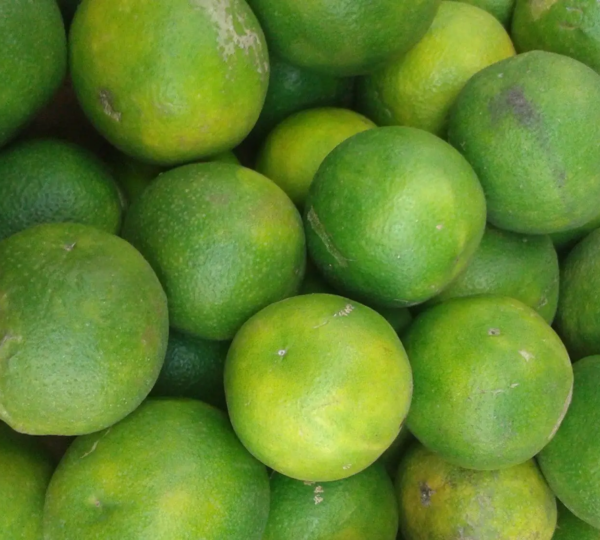 Premium Fresh Mosambi