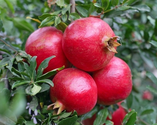 Fresh & Juicy Pomegranate