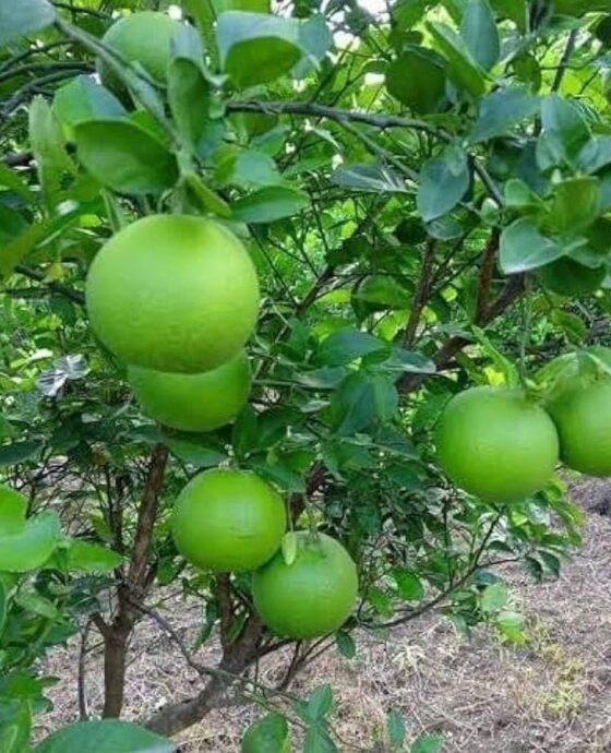 Farm Fresh Mosambi