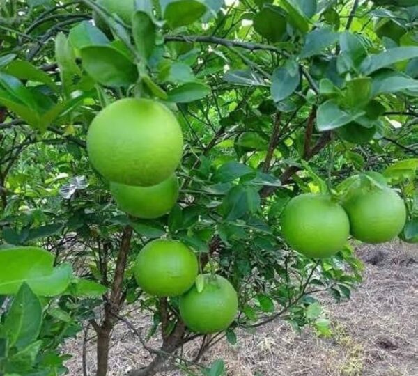Farm Fresh Mosambi