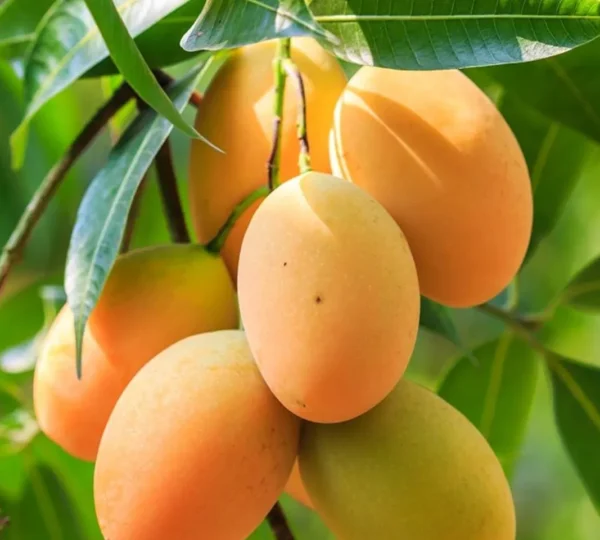 Handpicked Fresh Mangos