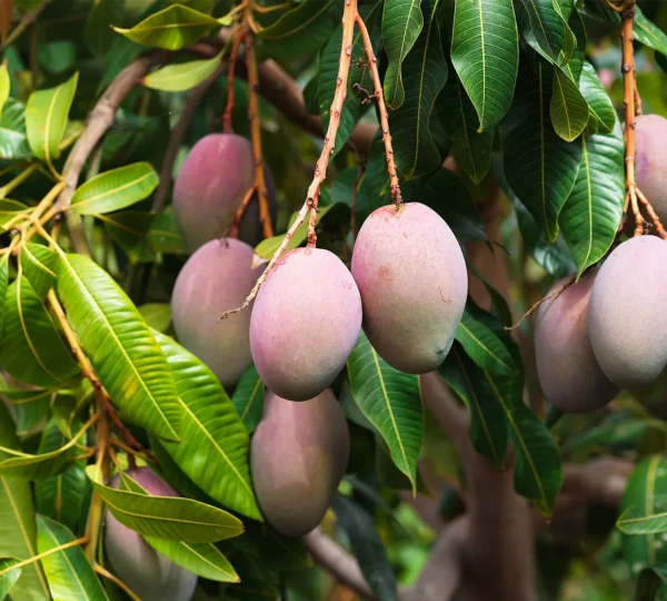 Fresh & Juicy Mangos