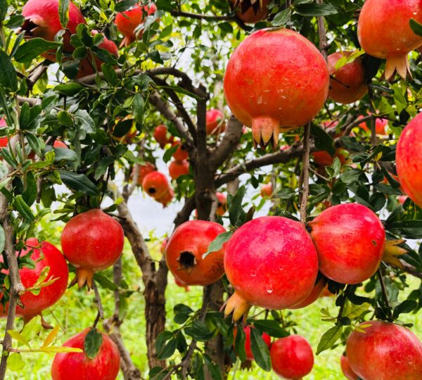 Export Quality Pomegranate